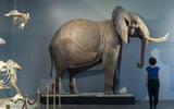 Elefant