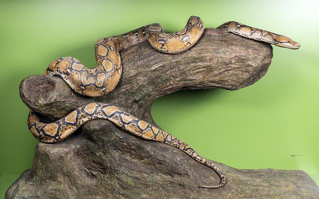 Python in der Ausstellung