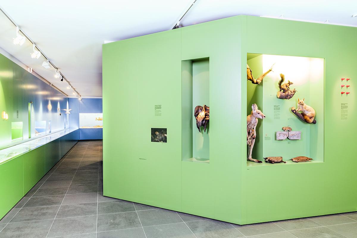 Flossen Füsse Flügel Ausstellung NMBE Naturhistorisches Museum Bern